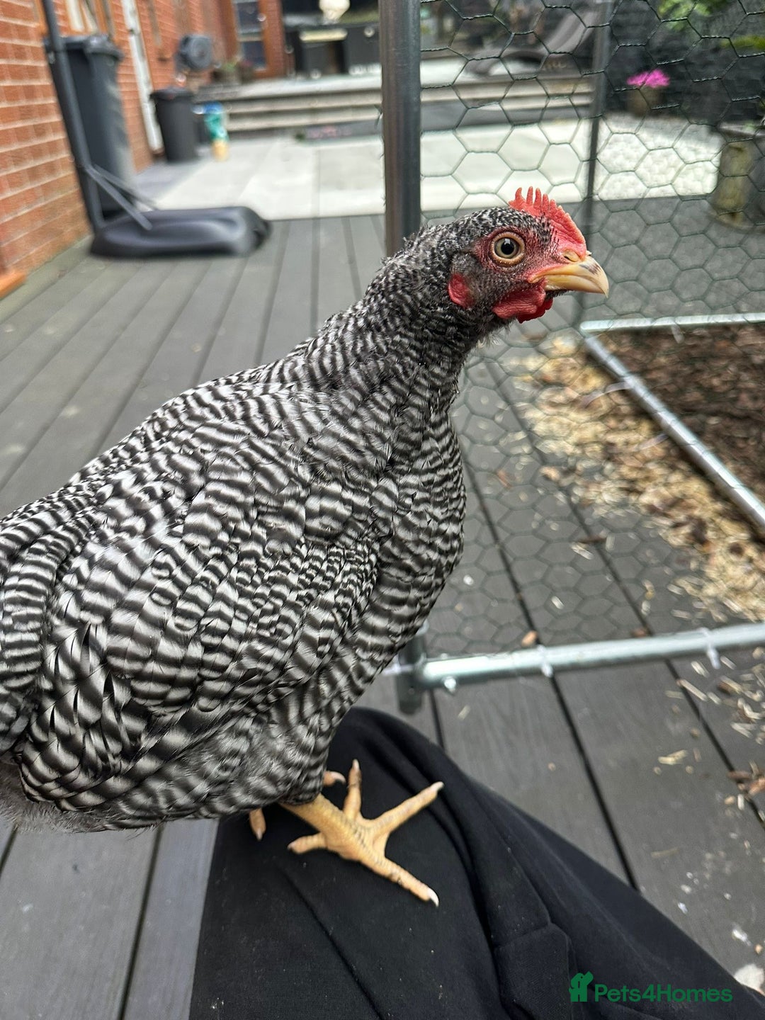 Chickens poultry for sale: Barred Plymouth Rock cockerel  - Image 2