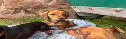 Dachshund dogs for sale: Stunning KC Registered Standard Dachshunds  - Advert 6