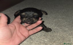 Mixed Breed dogs for sale: 4 tiny puppies - Image 9