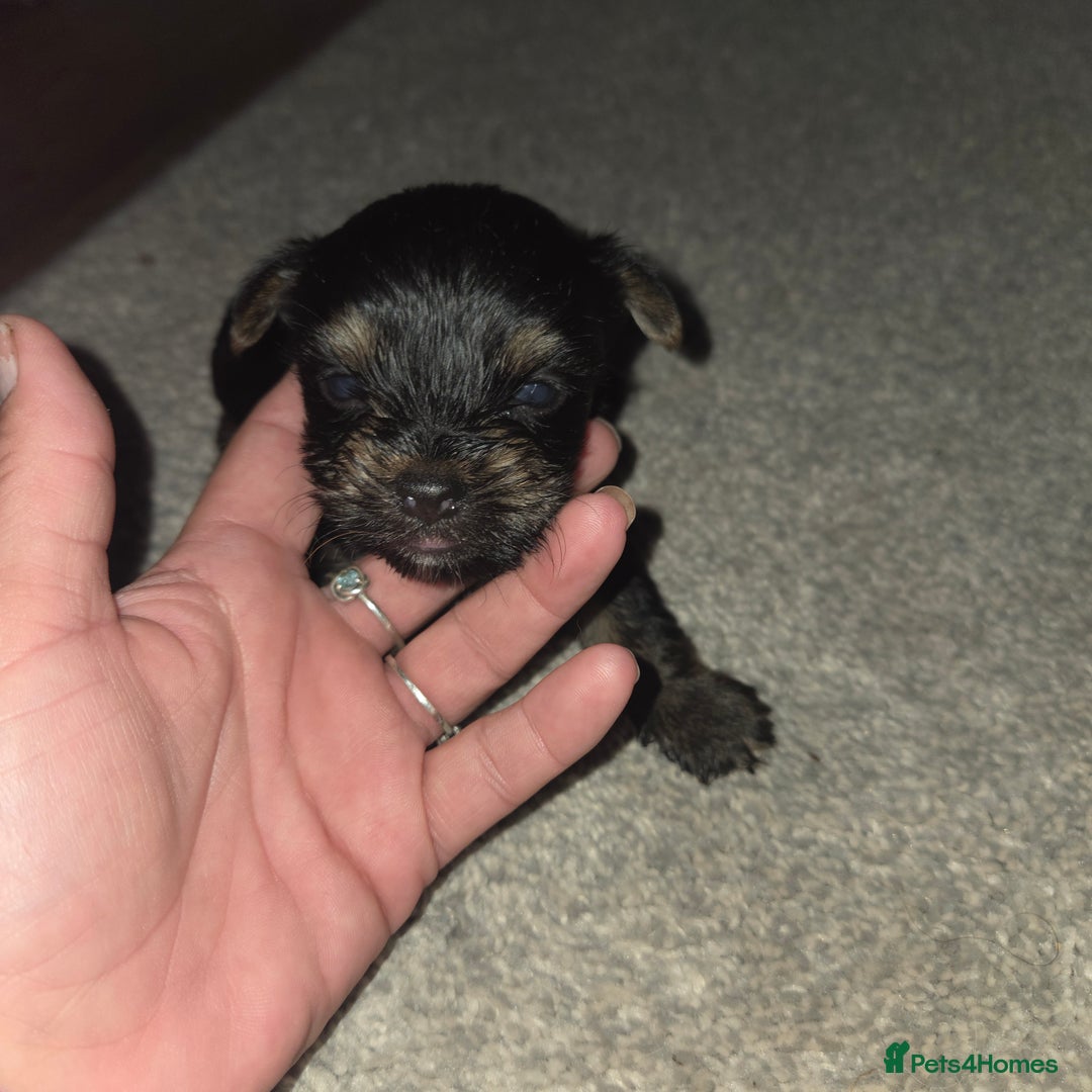 Mixed Breed dogs for sale: 4 tiny puppies - Image 9