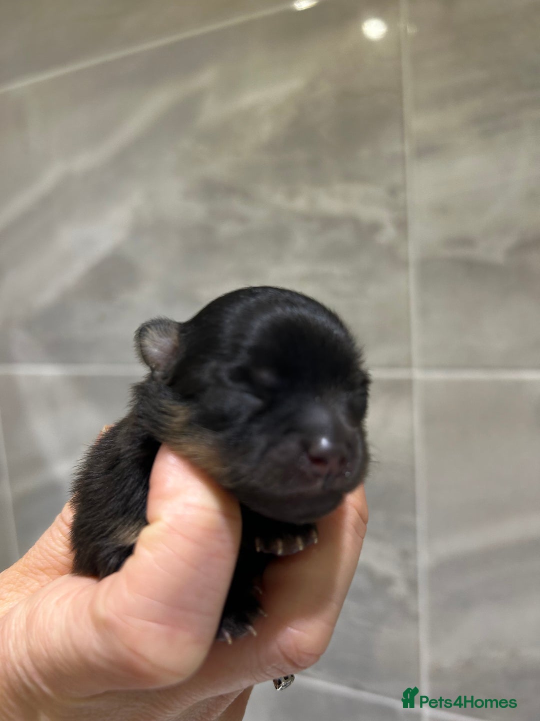 Pomeranian dogs for stud: STUD POMERANIAN - Advert 3