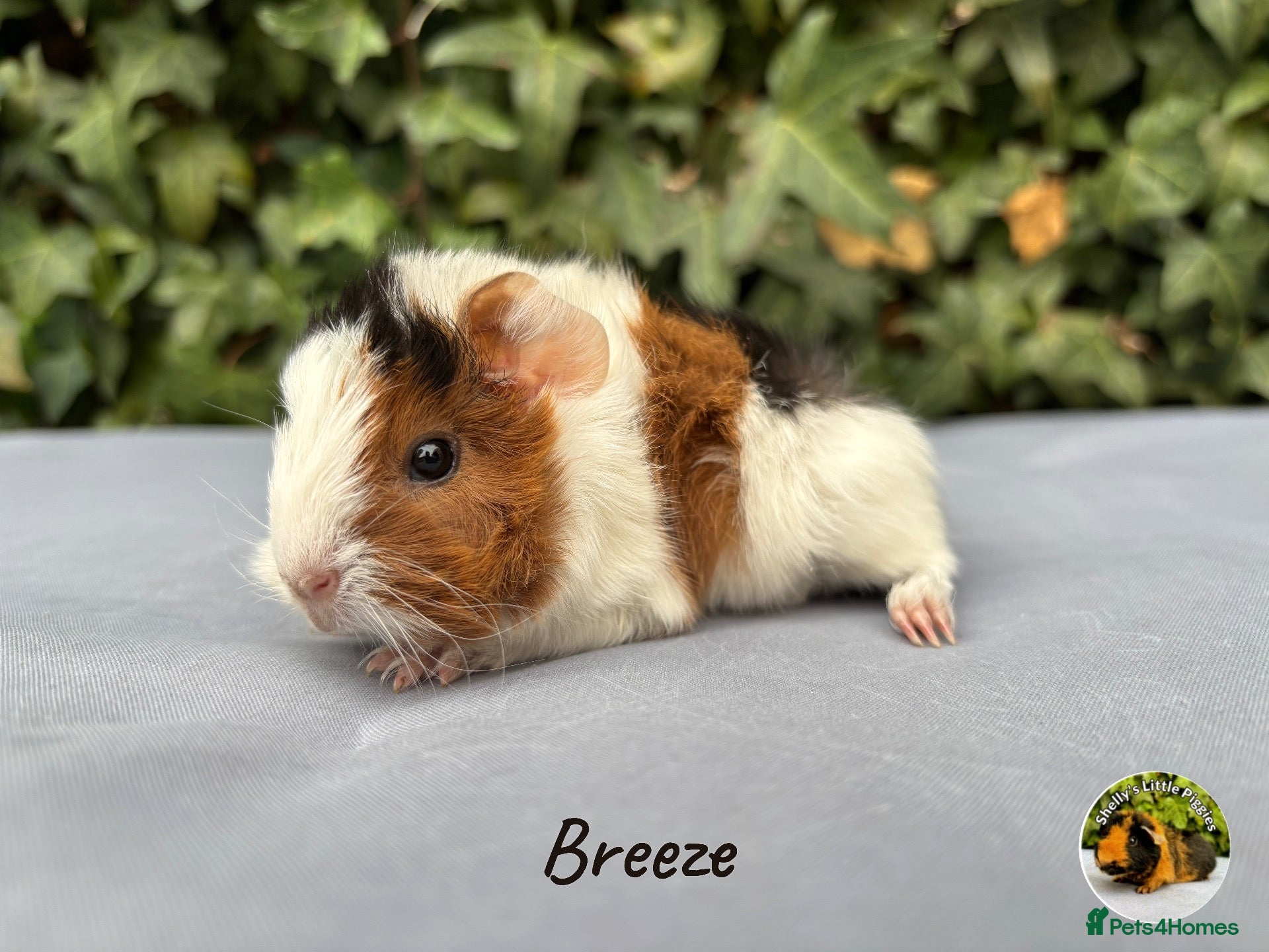 Guinea Pig rodents Baby guinea pigs  - Advert 5
