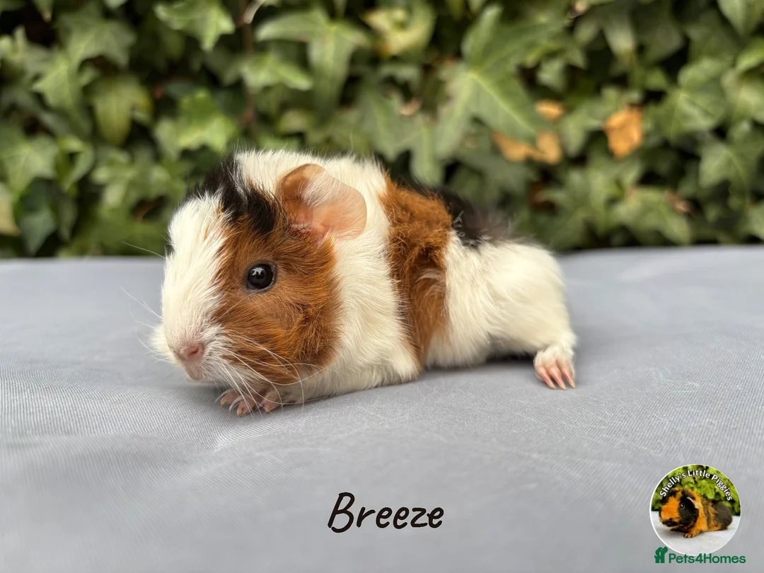 Guinea Pig rodents for sale: Baby guinea pigs  - Advert 1