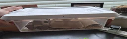 Leopard Gecko reptiles for sale: Leopard Gecko with full setup - Advert 8
