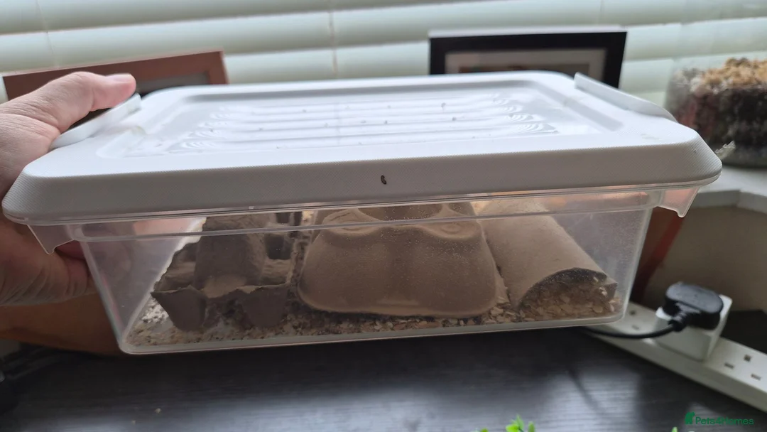 Leopard Gecko reptiles for sale: Leopard Gecko with full setup - Advert 8