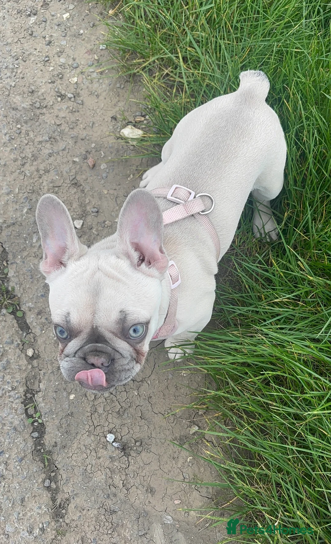 French Bulldog dogs for sale: Dolly french bull dog - Advert 4
