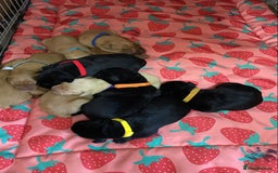 Labrador Retriever dogs for sale: Kc reg Labrador puppies injections flea worm chip - Image 15