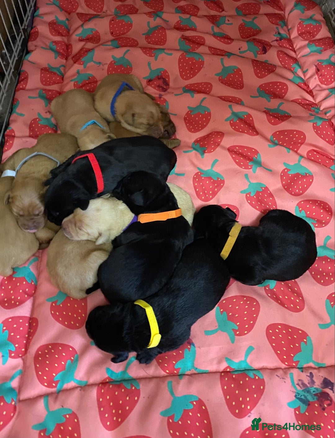 Labrador Retriever dogs for sale: Kc reg Labrador puppies injections flea worm chip - Image 15
