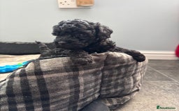 Toy Poodle dogs for sale: Stunning Toy Poodle puppys in London - Image 4