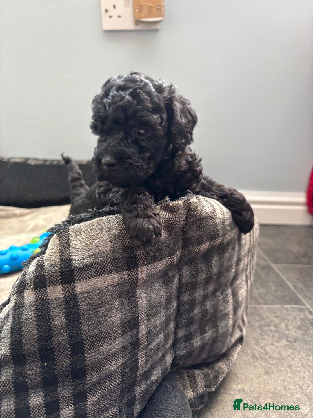 Toy Poodle dogs for sale: Stunning Toy Poodle puppys in London - Image 4