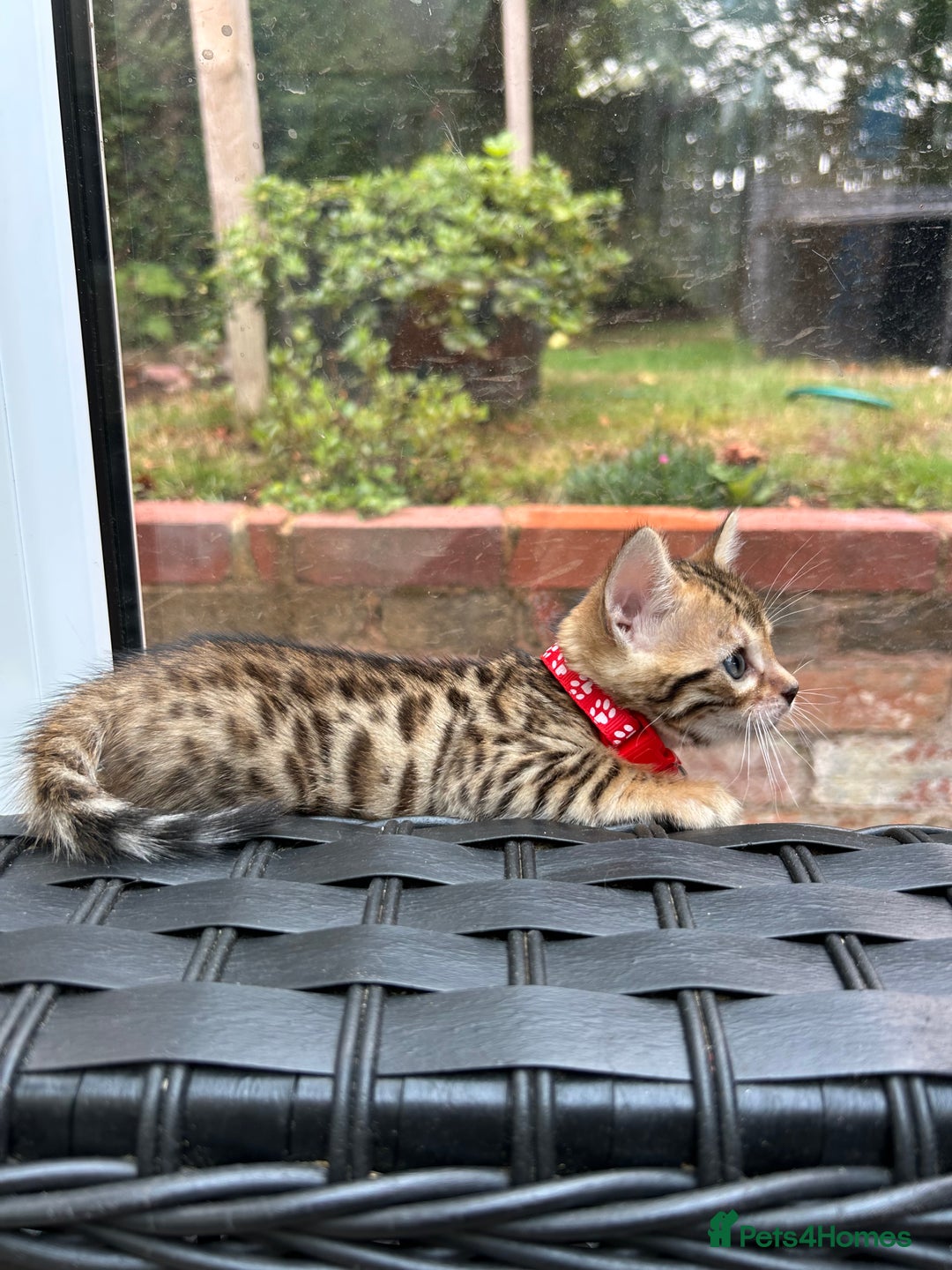 Bengal cats for sale: ❤️ PURE BENGAL KITTENS FOR RESERVATION! ❤️ in Birmingham - Image 16