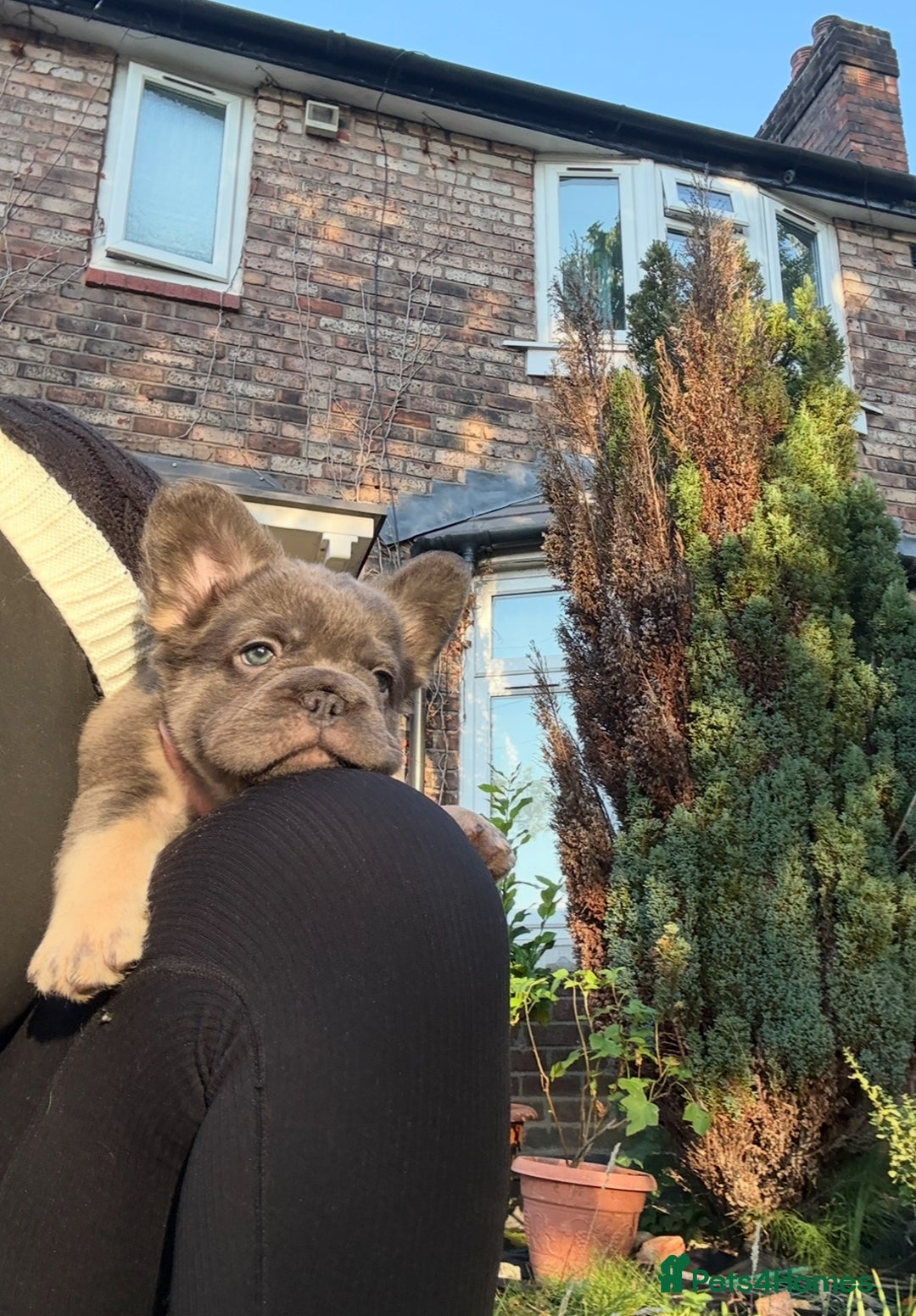 French Bulldog dogs for sale: Fluffy French bulldogs pending pink & testable  - Image 3