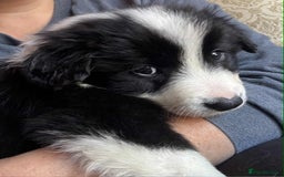 Border Collie dogs for sale: Stunning Border Collie Puppies- merle, b&w - Image 4