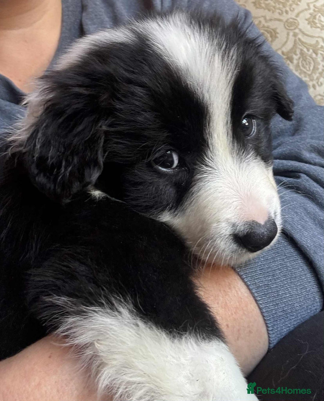 Border Collie dogs for sale: Stunning Border Collie Puppies- merle, b&w - Image 4