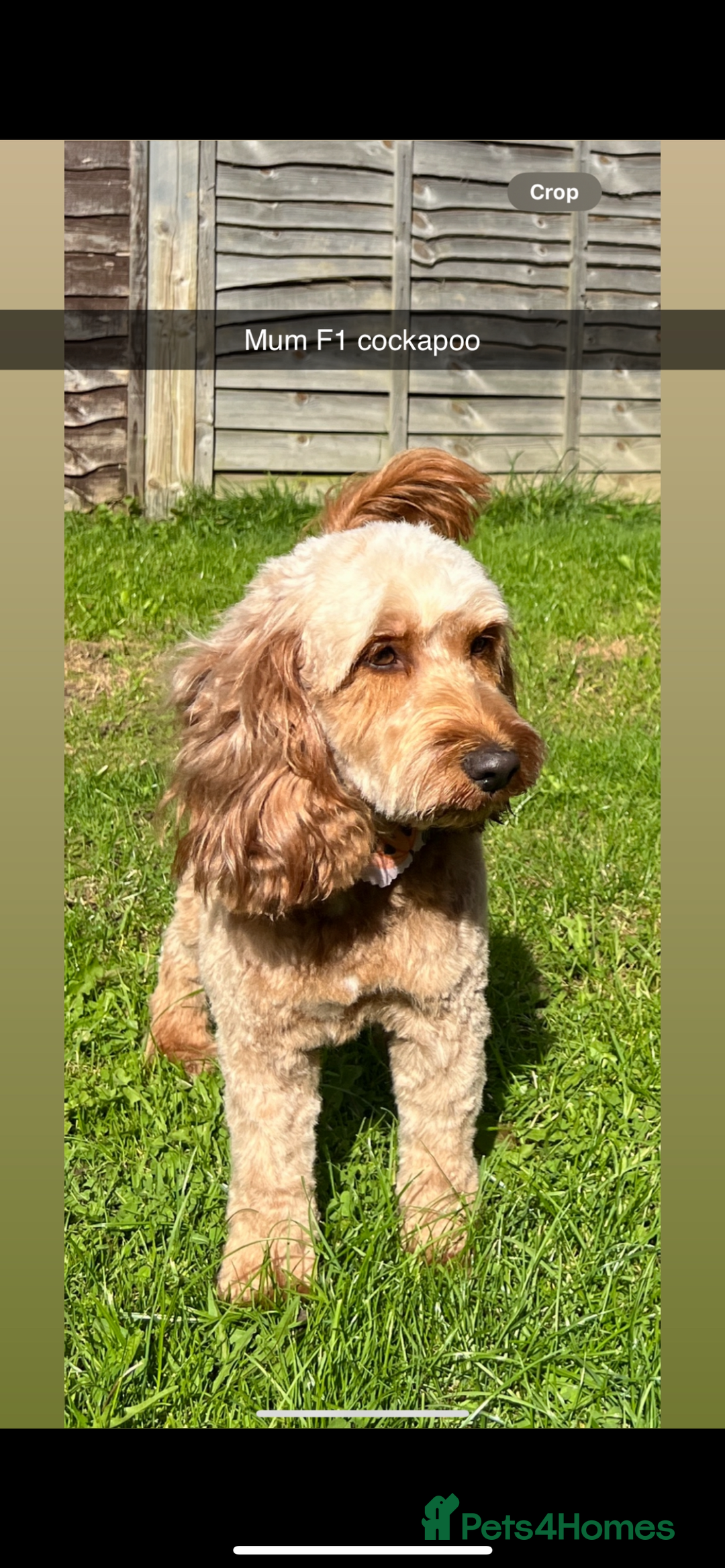 Cockapoo dogs for sale: F1b cockapoo puppies  - Advert 6