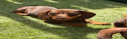 Miniature Dachshund dogs for sale: Beautiful litter of 5 Dachshund puppies  - Advert 6