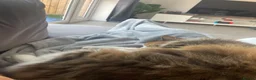 Mixed Breed cats for sale: Beautiful cat  - Advert 7
