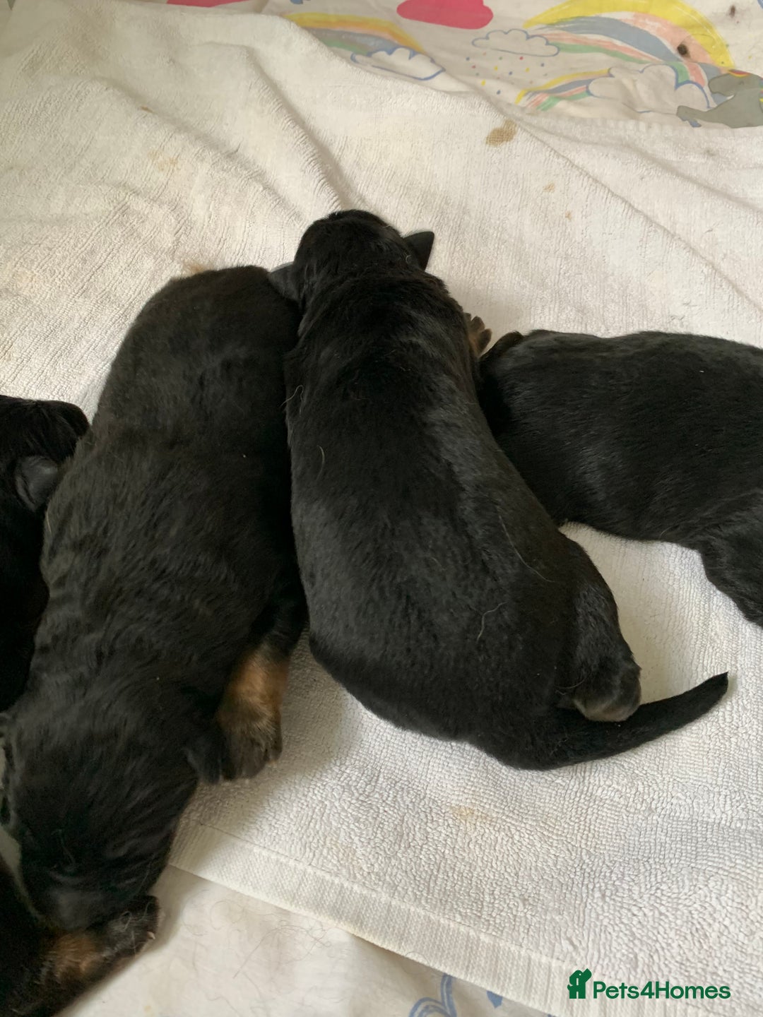 German Shepherd dogs for sale: Gorgeous German shepherd puppies - Image 2