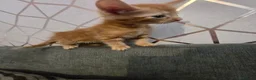 Mixed Breed cats for sale: 4 female kittens for sale in Caerphilly - Advert 14