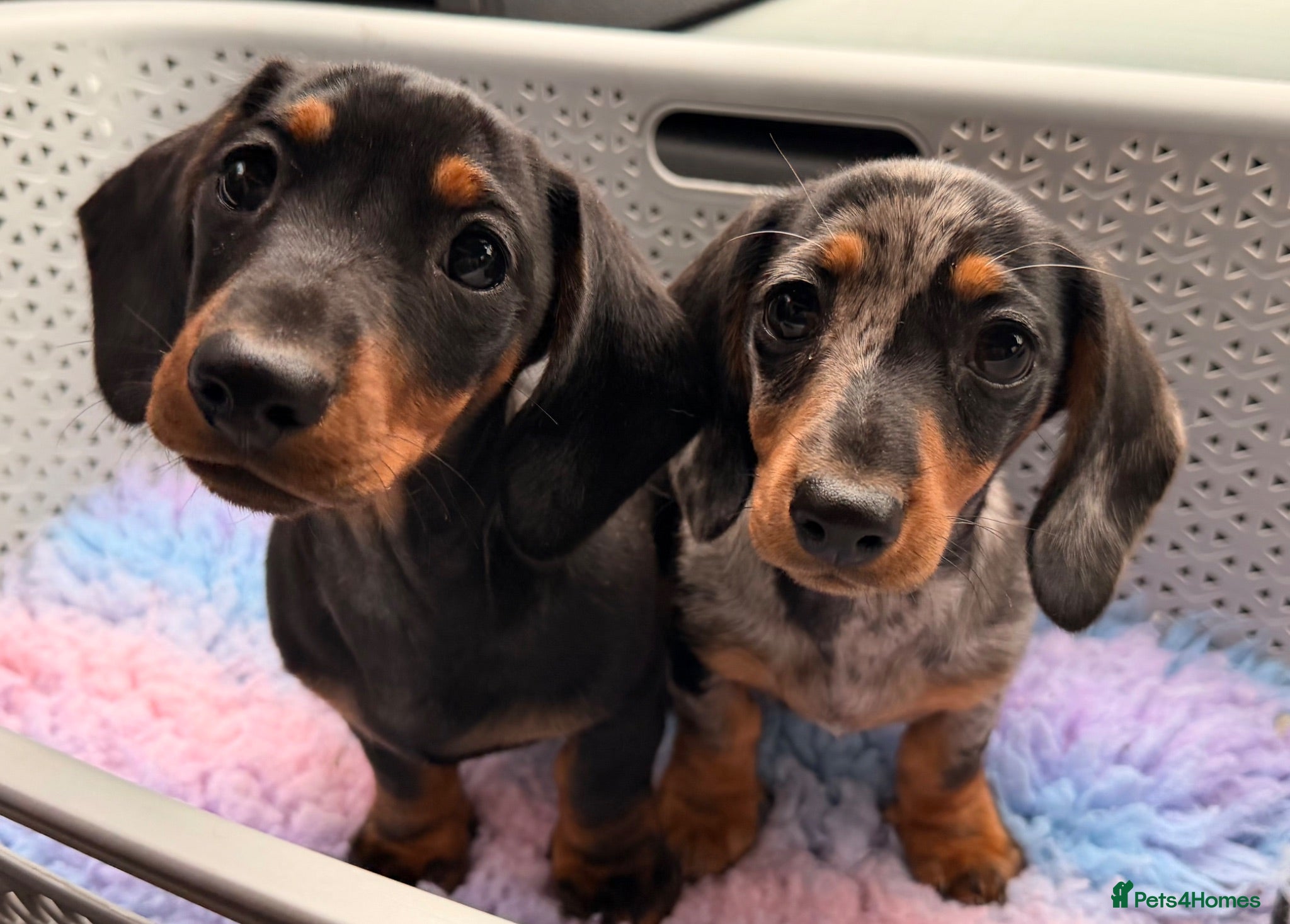Miniature Dachshund dogs Mixed Coat Miniature Dachshund Females  - Advert 19