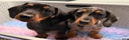Miniature Dachshund dogs for sale: Miniature Dachshund Female Silver Dapple  - Advert 4