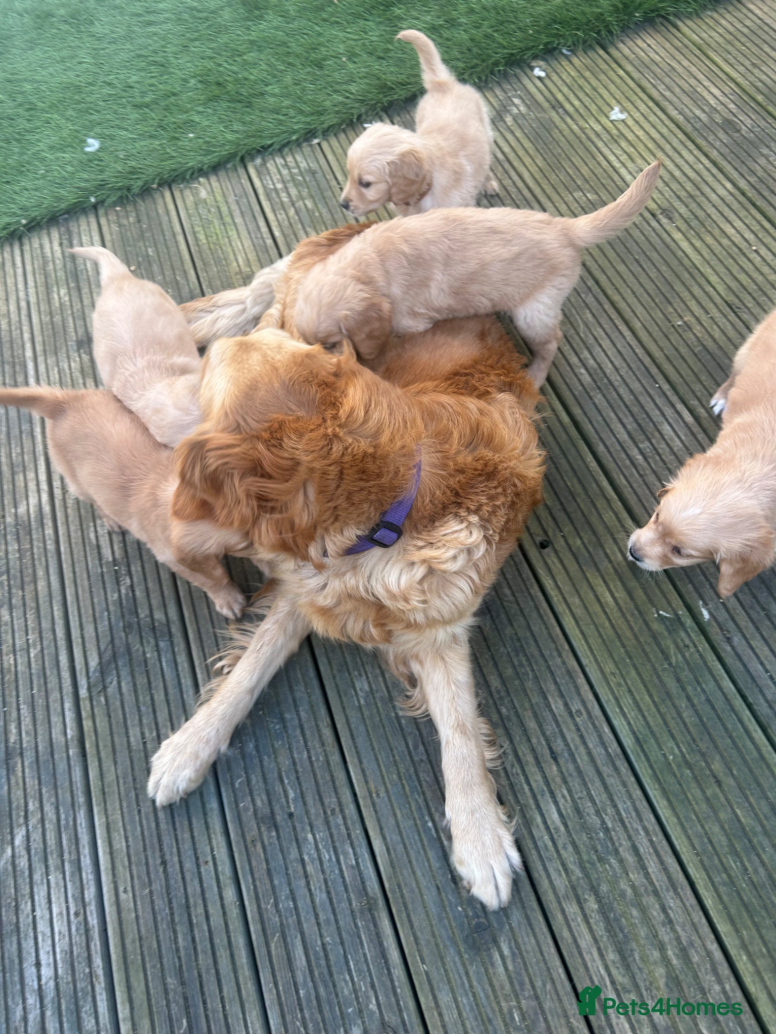 Golden Retriever dogs Golden retriever puppy’s for sale - Advert 2