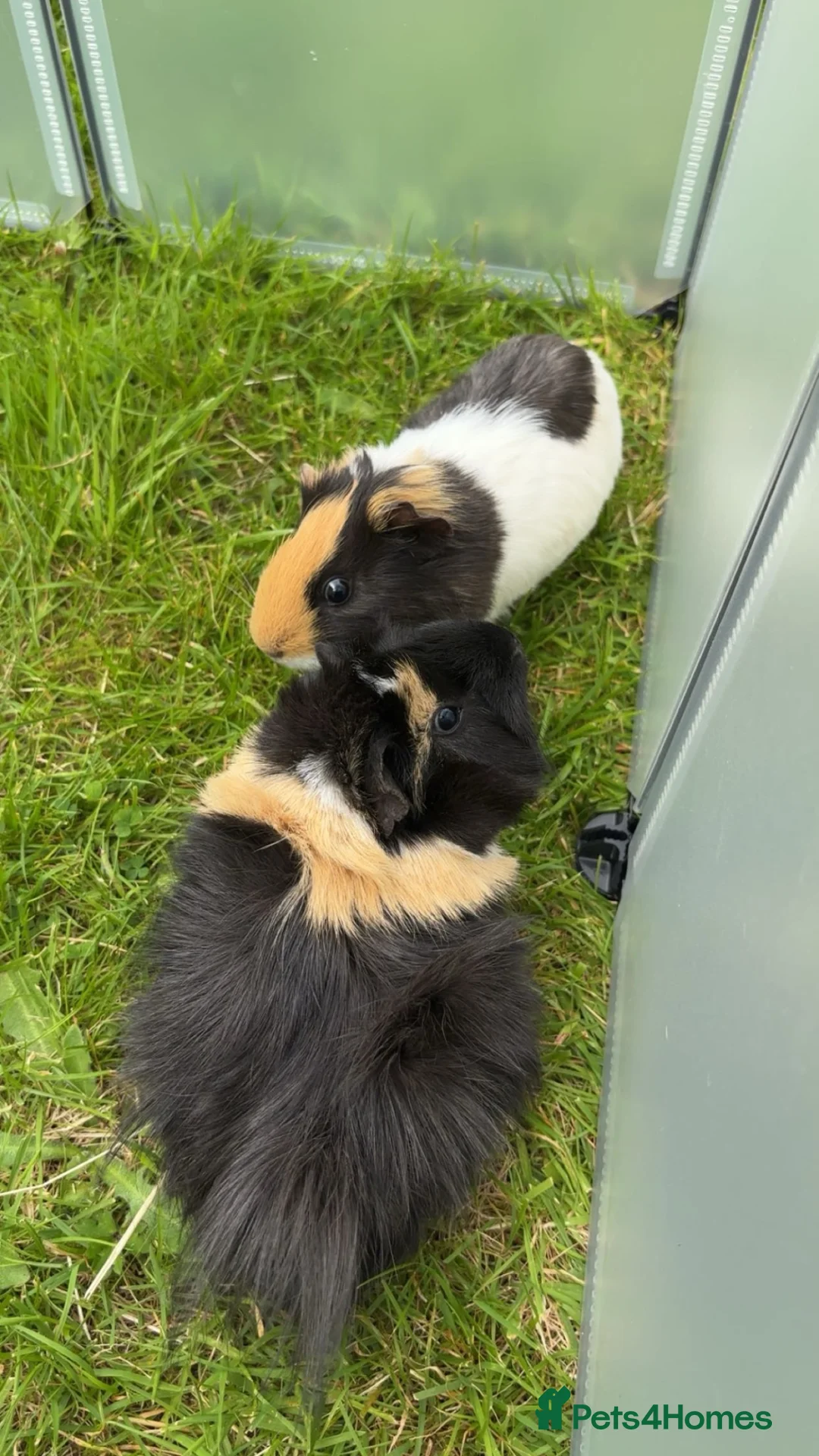 Guinea Pig rodents for sale: 2 Female Guinea Pigs  in Gourock - Advert 1