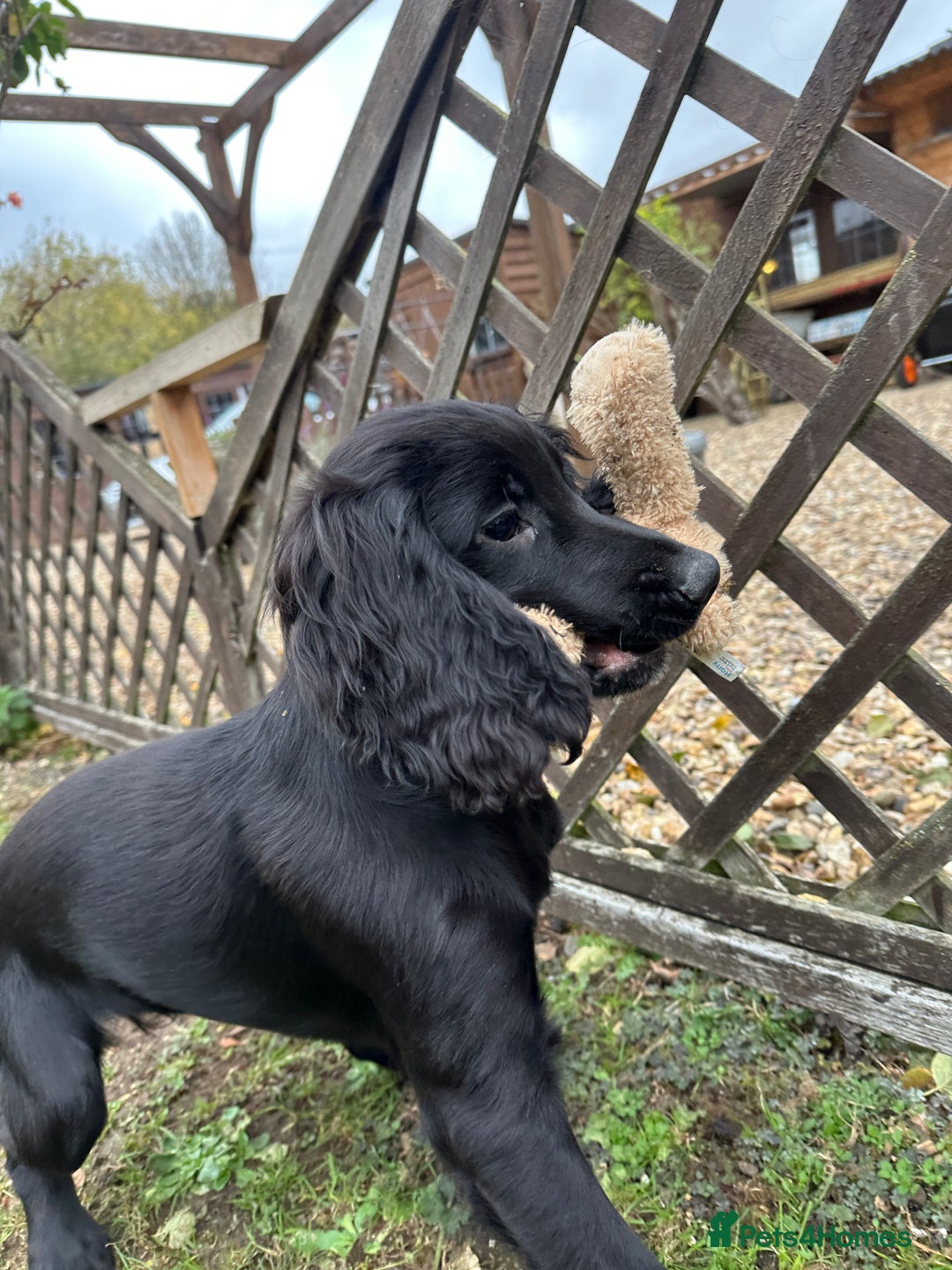 Cocker Spaniel dogs for sale: Working cocker spaniels puppies  - Image 15