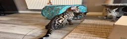 Savannah cats for sale: 🏵️ WORLDS BEST LINES 🏵️ Savannah F2 & F3 Kittens - Advert 38