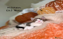 Mixed Breed cats for sale: Stunning kittens 8 weeks old ready now  - Image 7
