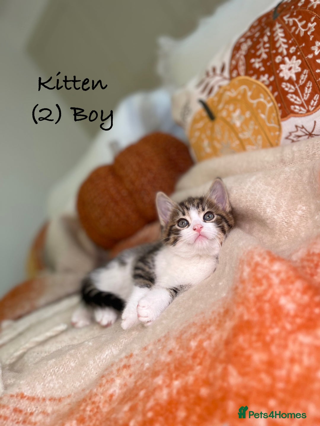 Mixed Breed cats for sale: Stunning kittens 8 weeks old ready now  - Image 7
