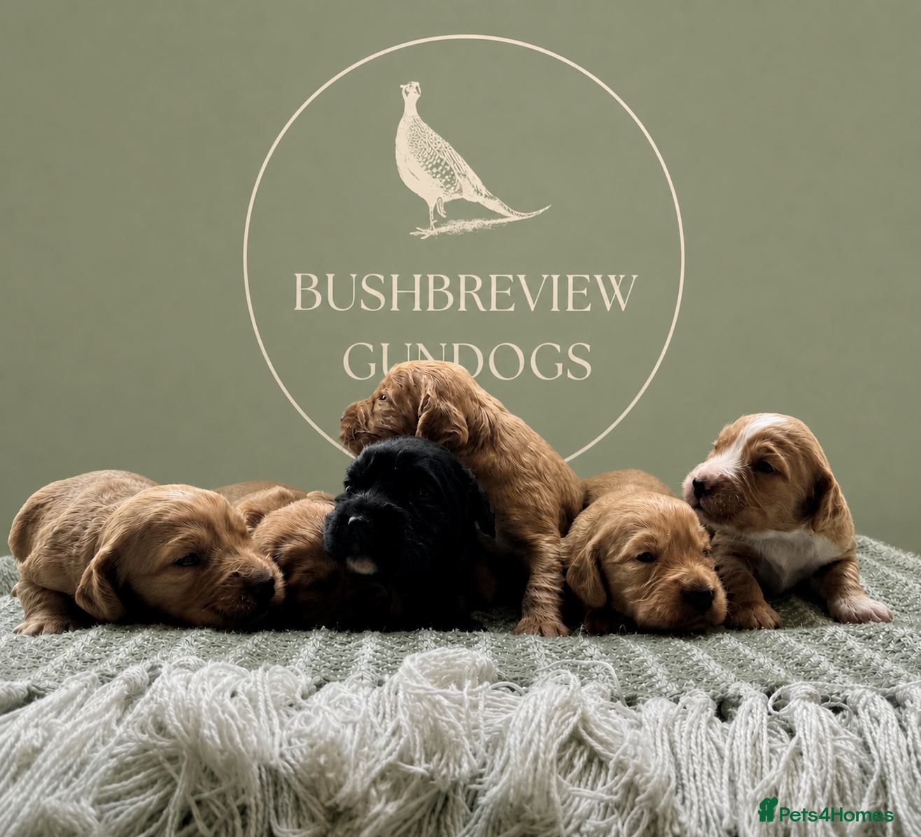 Cocker Spaniel dogs KCReg fully health tested working cocker puppies - Advert 2