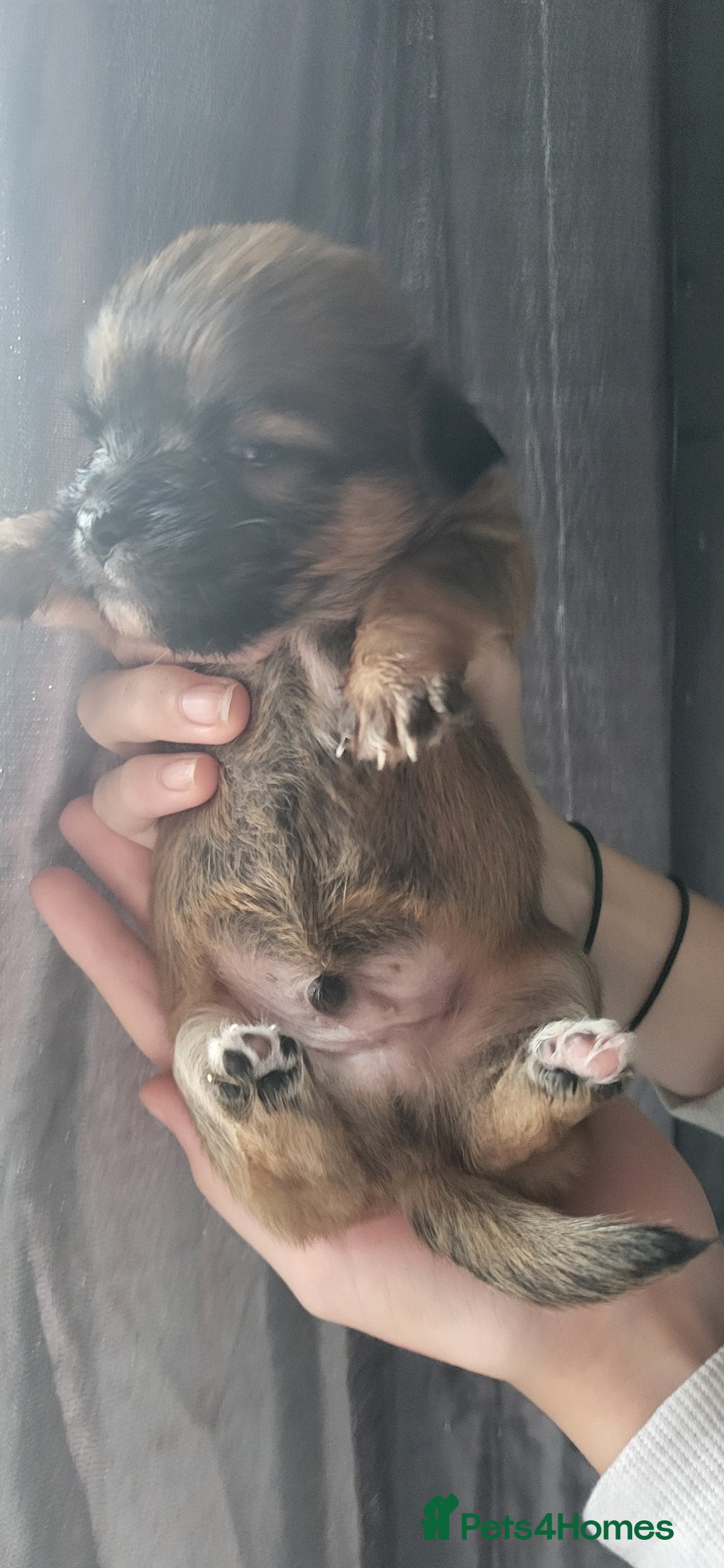 Mixed Breed dogs for sale: shitzu x chihuahua puppies - Image 6