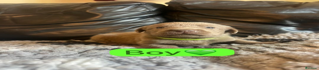 Green collar boy 