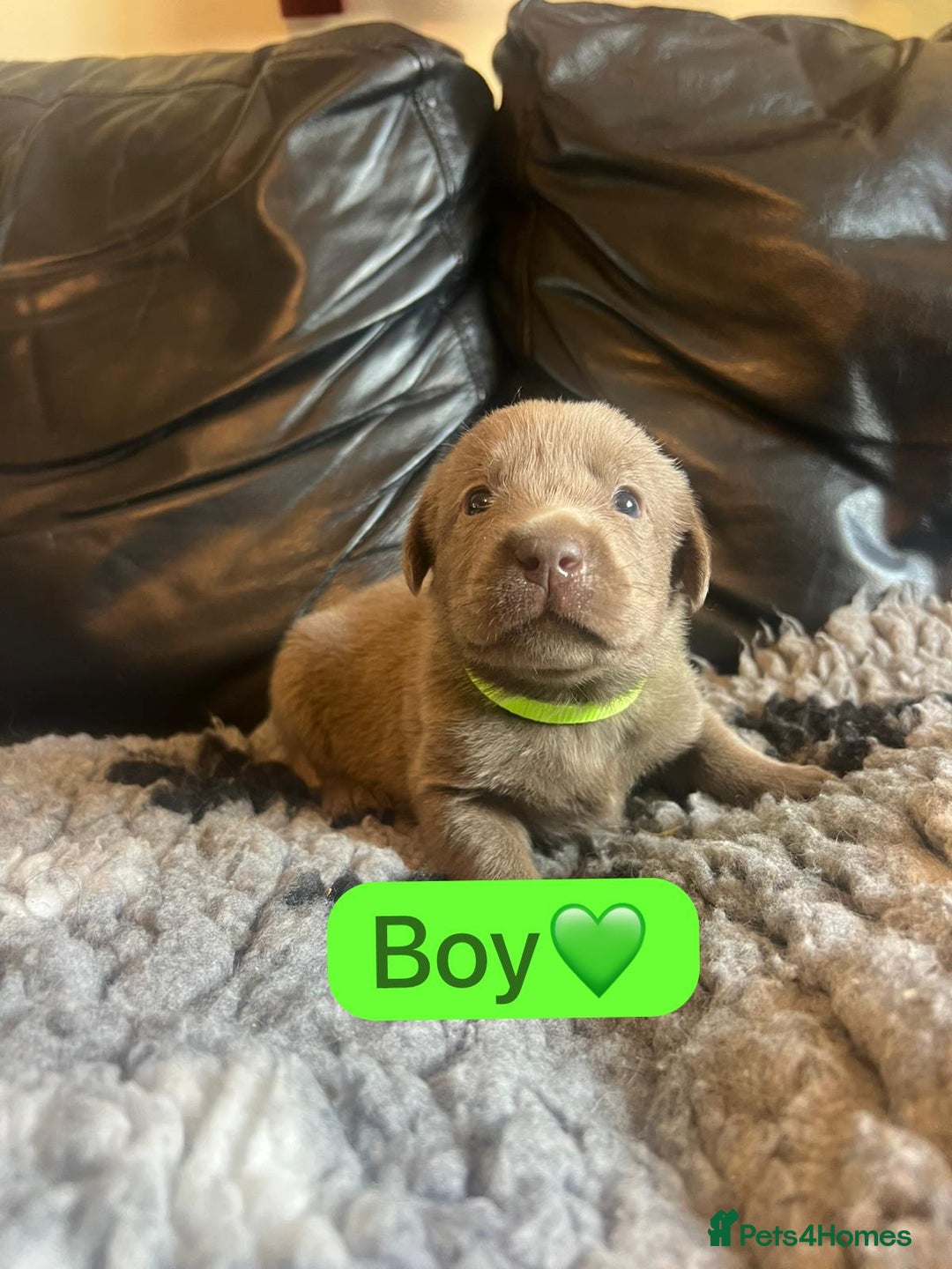 Labrador Retriever dogs for sale: Kc registered silver labs, health tested parents - Image 8