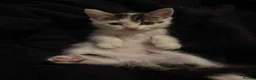 Domestic Shorthair cats for sale: Beautiful playful loving kittens  - Advert 14