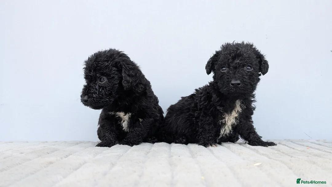 Bedlington Terrier dogs for sale: Adorable Blue Working Type Bedlington Pups  - Advert 5