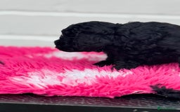 Miniature Poodle dogs for sale: DNA H/Tested Miniature poodle  - Image 13