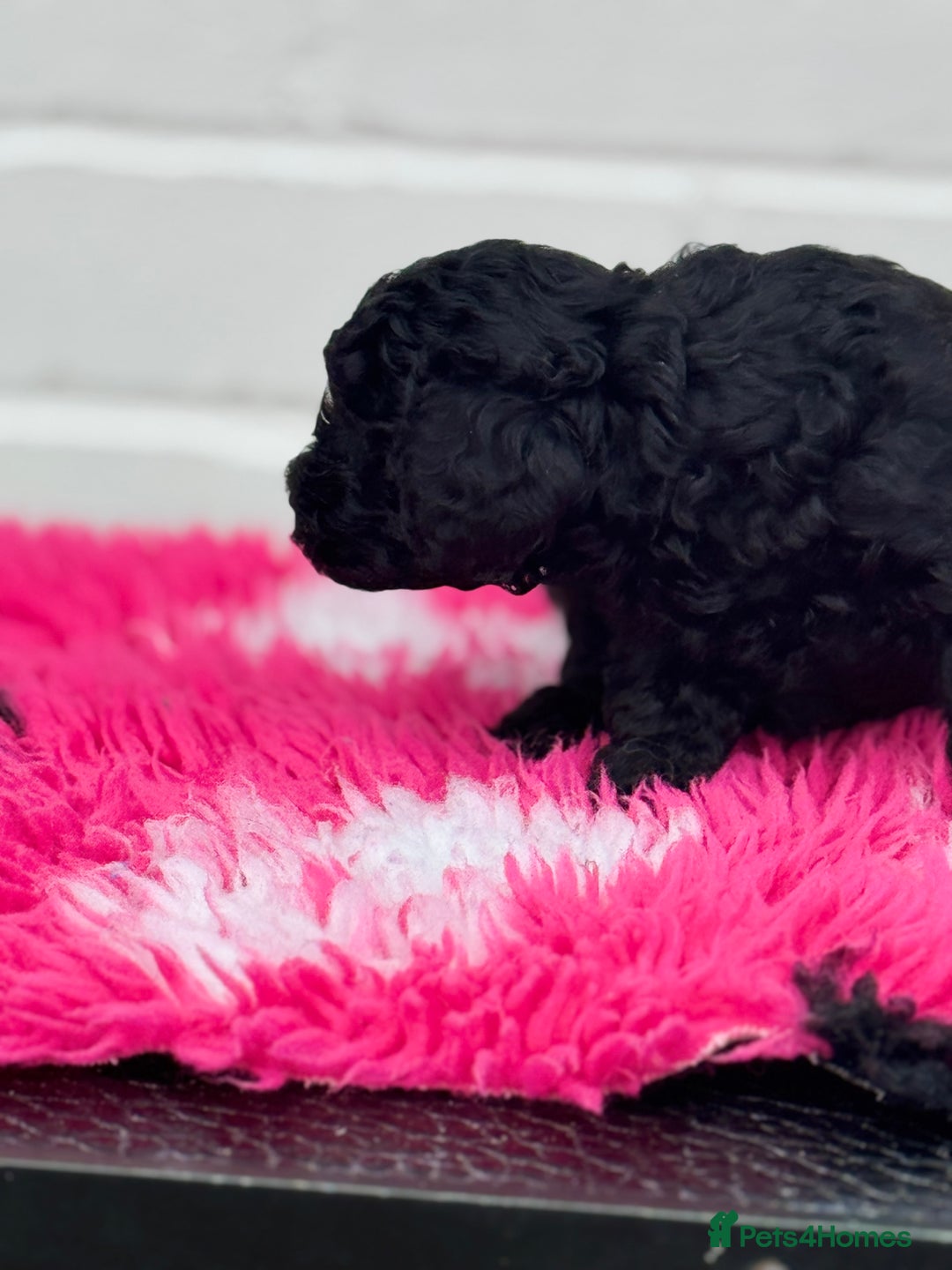 Miniature Poodle dogs for sale: DNA H/Tested Miniature poodle  - Image 13