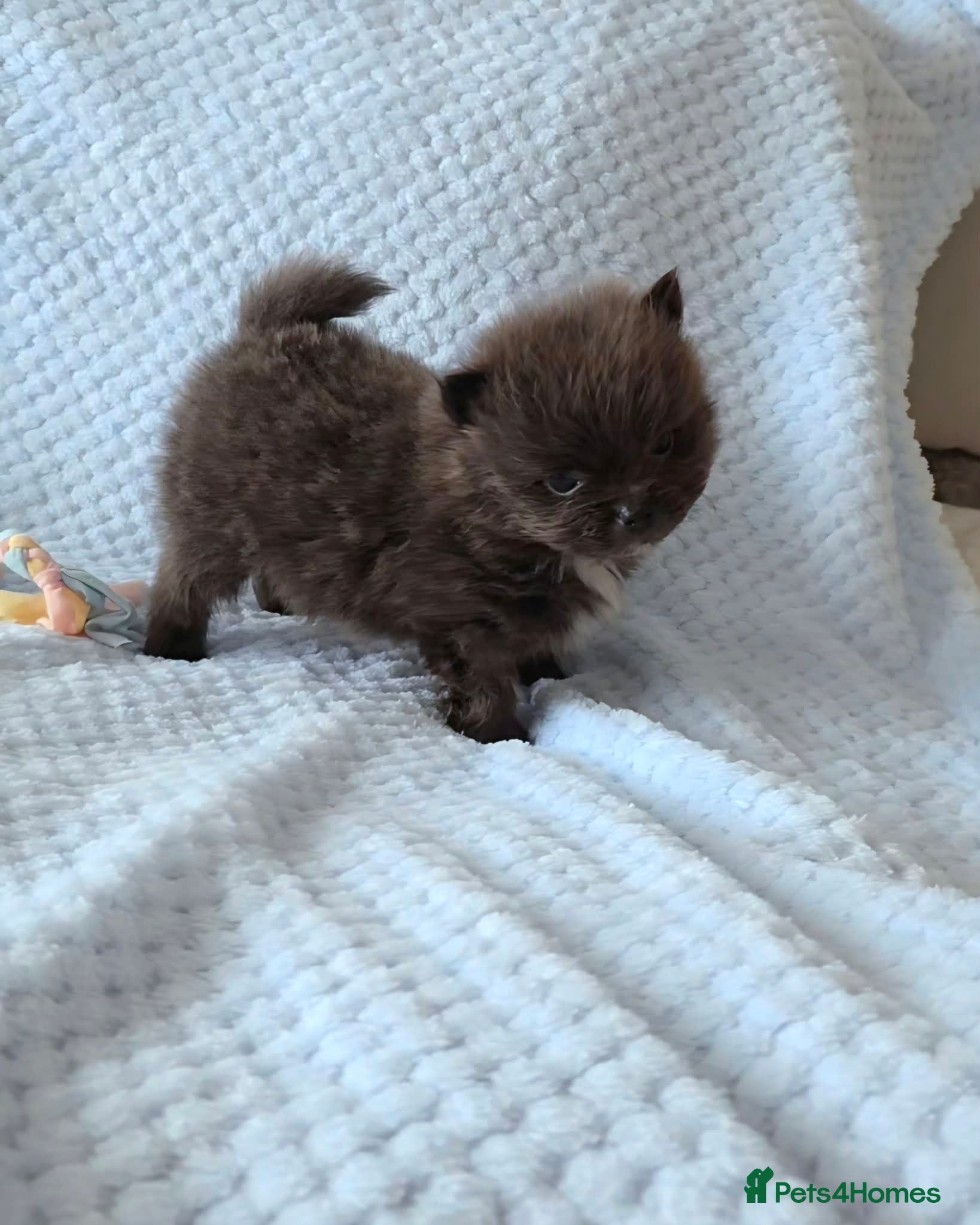 Pomeranian dogs 🐶READY TODAY🐶3 Tiny pomeranian puppies left  🐶  - Advert 1