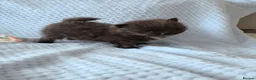Pomeranian dogs for sale: 🐶 Tiny pomeranian puppies 🐶  - Advert 6