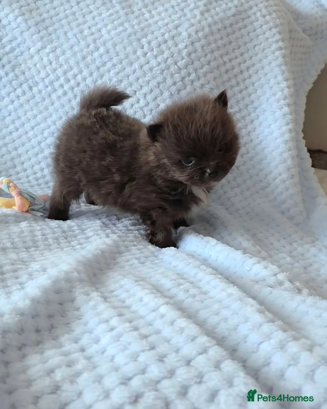 Pomeranian dogs for sale: 🐶READY TODAY🐶1 Tiny baby boy left  🐶  - Advert 2