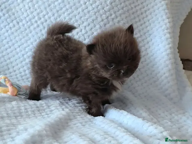 Pomeranian dogs 🐶READY TODAY🐶1 Tiny baby boy left 🐶 - Advert 1