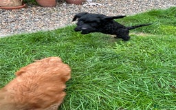 Cockapoo dogs for sale: Beautiful miniature Teddybear Cockerpoos puppies  - Image 14