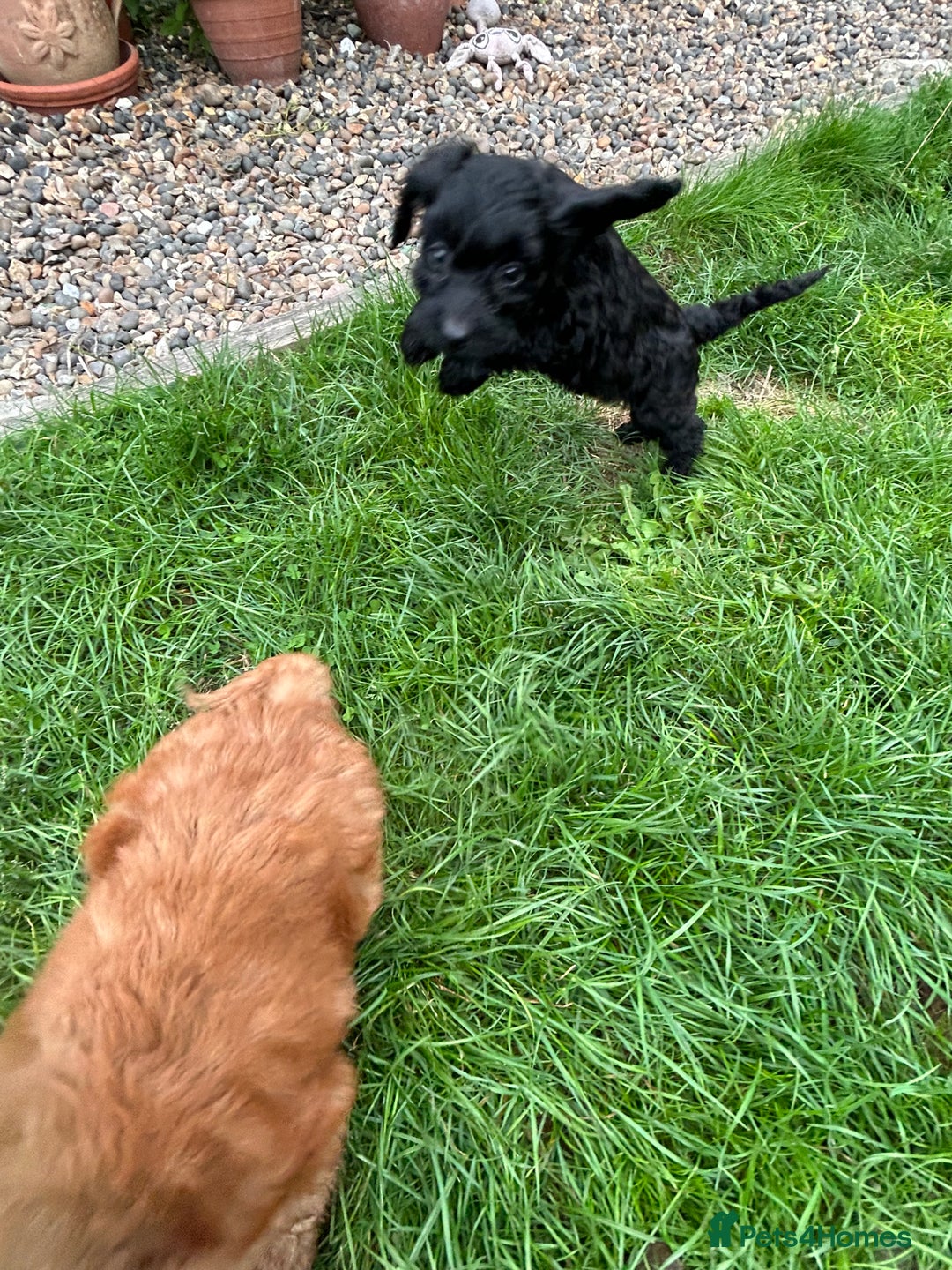 Cockapoo dogs for sale: Beautiful miniature Teddybear Cockerpoos puppies  - Image 14