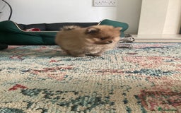 Pomeranian dogs for sale: READY NOW! kc reg STUNNING Pomeranian puppies  - Image 30