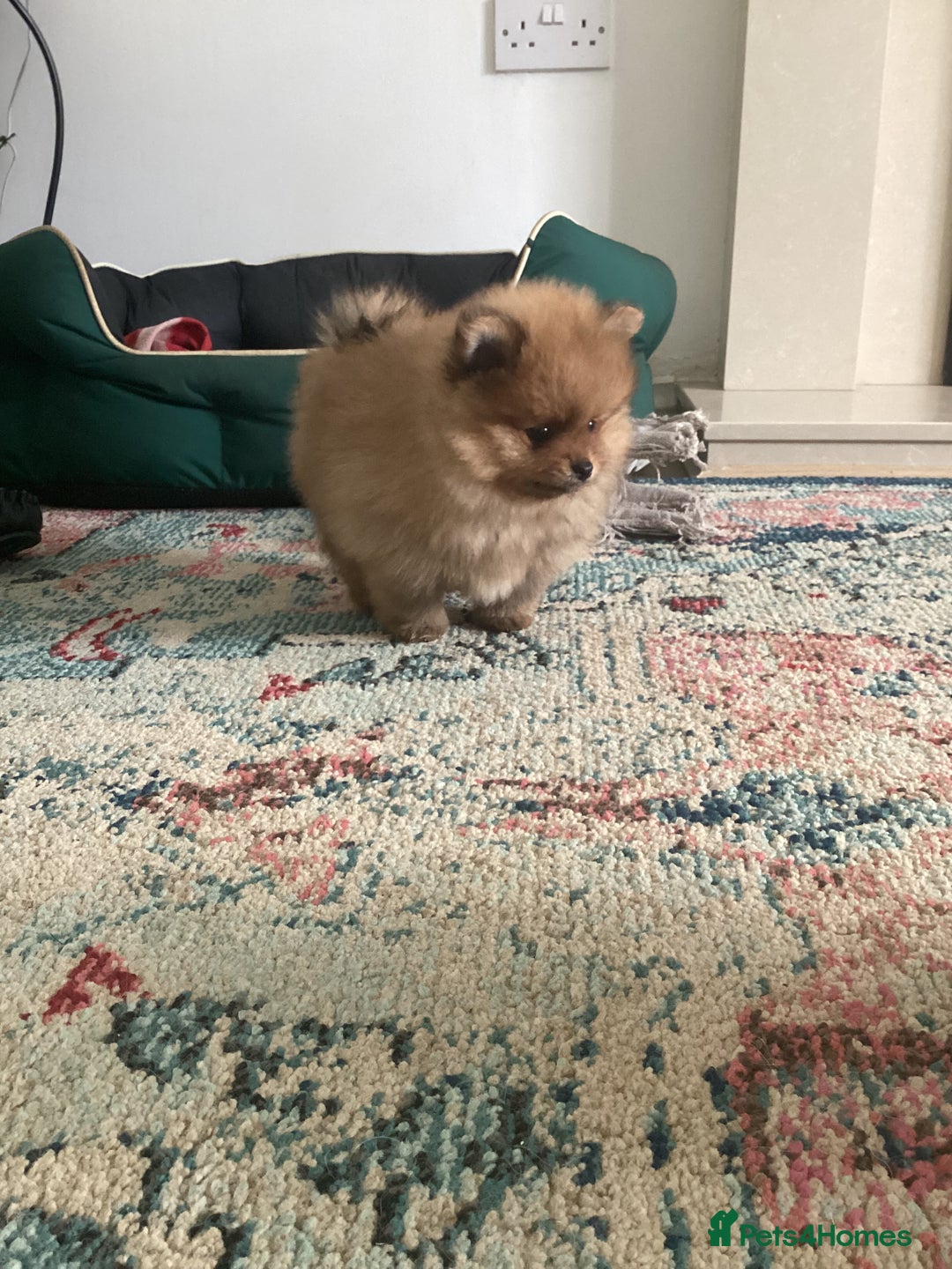 Pomeranian dogs for sale: READY NOW! kc reg STUNNING Pomeranian puppies  - Image 30