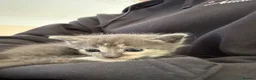 Mixed Breed cats for sale: Five beautiful kittens  - Advert 27