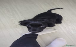 Cocker Spaniel dogs for sale: 12 Week old Cocker Spaniel  - Image 5