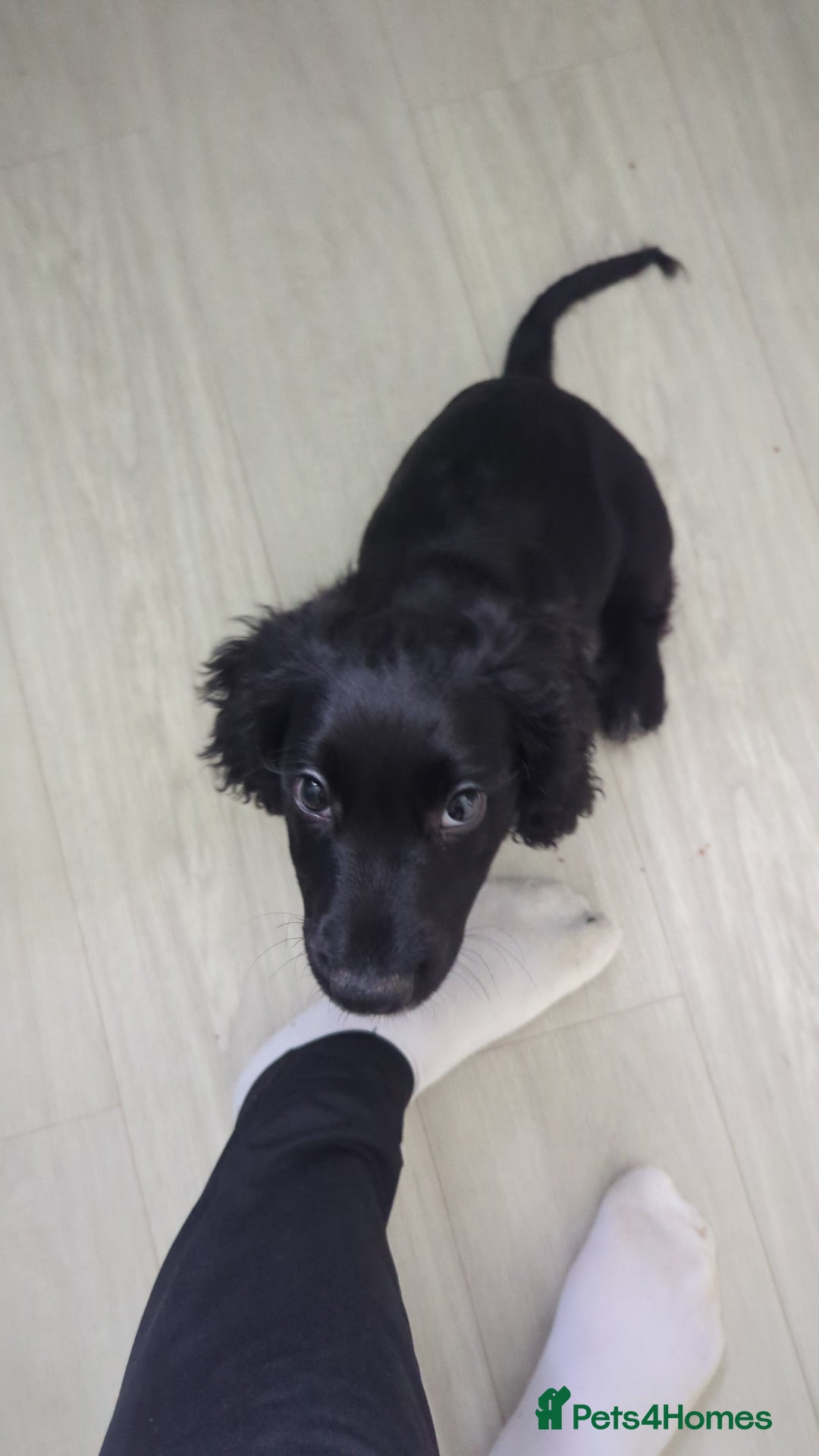 Cocker Spaniel dogs for sale: 12 Week old Cocker Spaniel  - Image 5